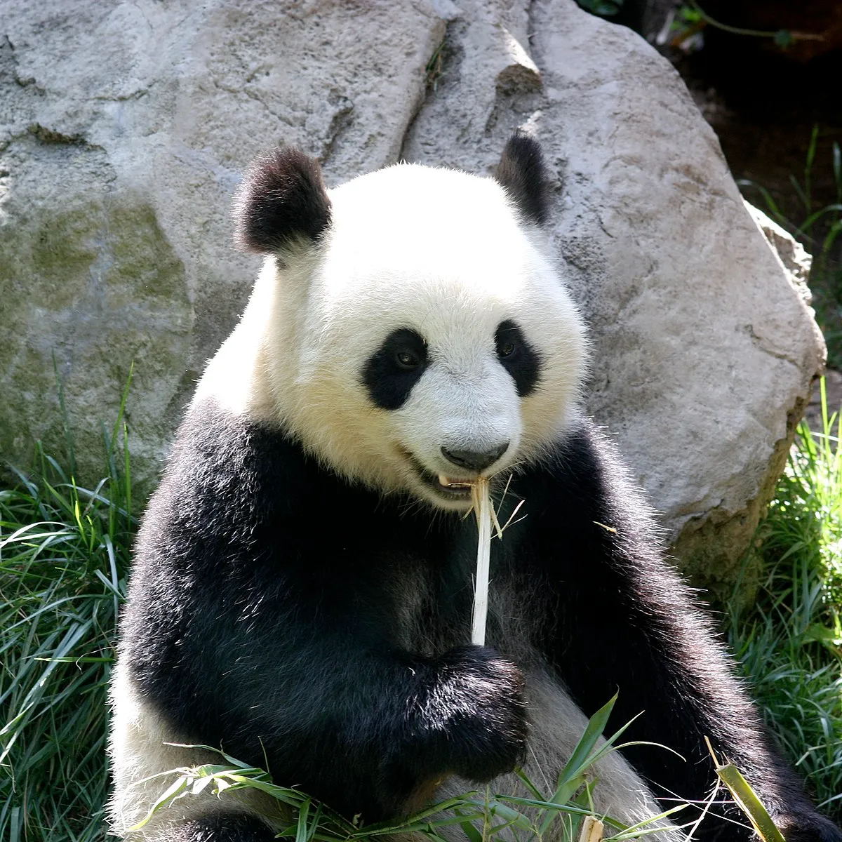 Giant Panda at Chengdu Research Base