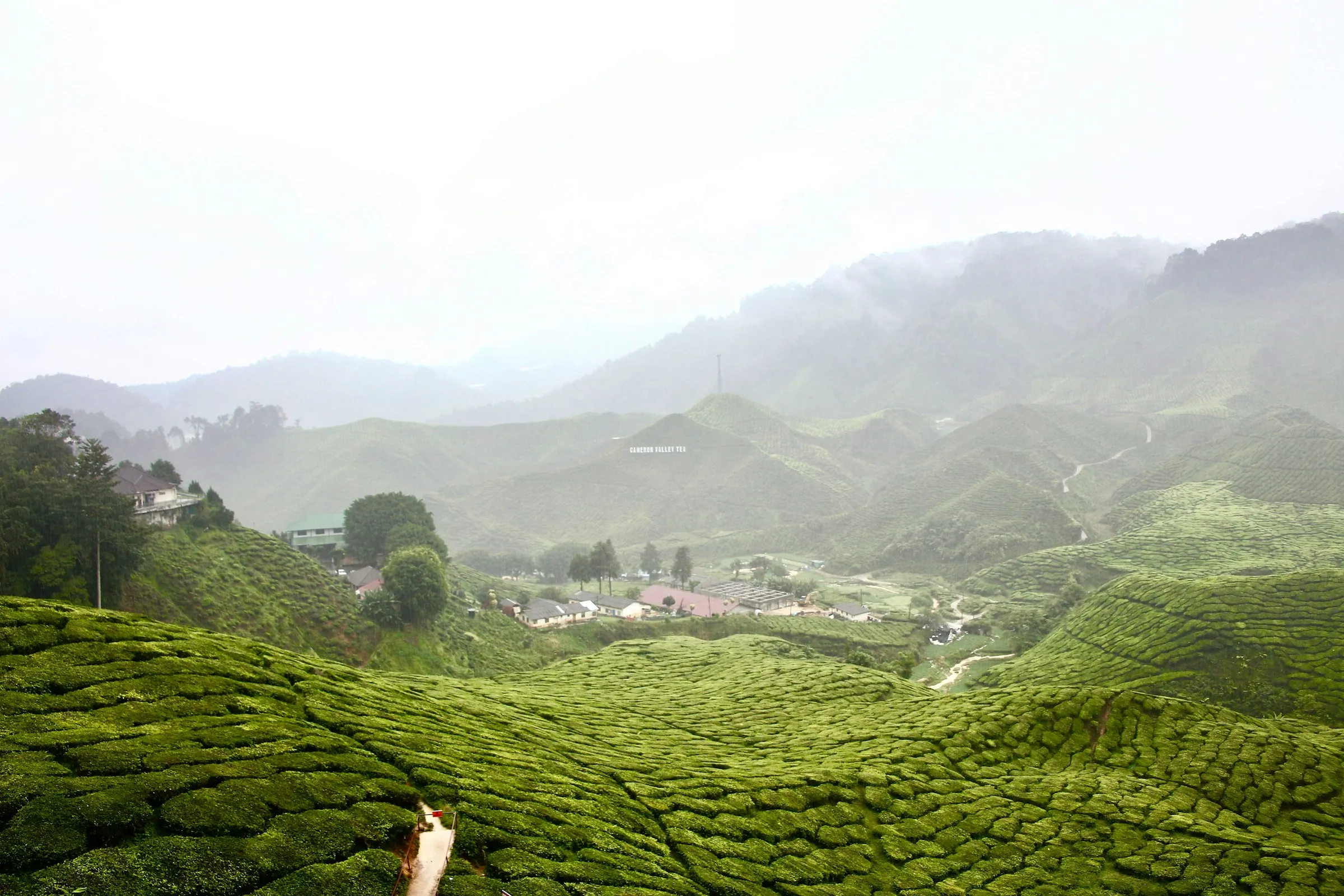 Longjing Tea Plantation
